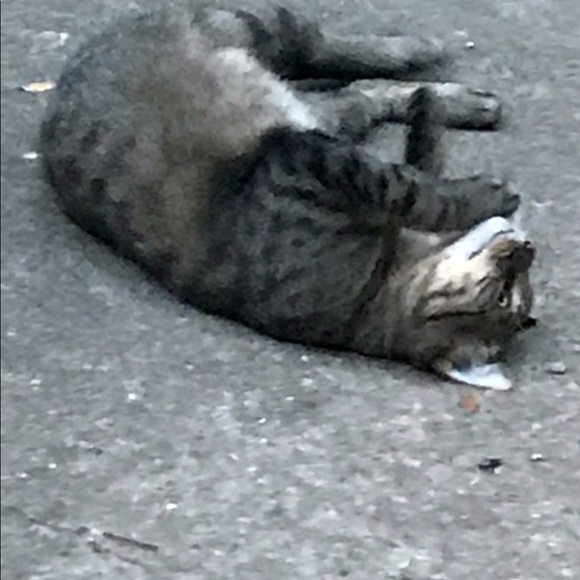 Meet your Posher, Angi - Picture 5 of 16